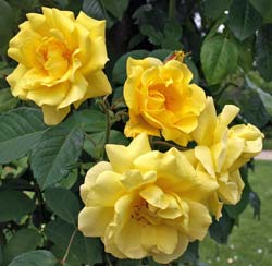 Rosal 'Golden Gate'